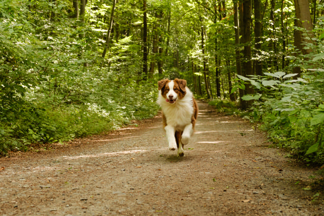 A happy dog running towards the camera on a forest path