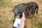 VET Glucose Meter mmol/l